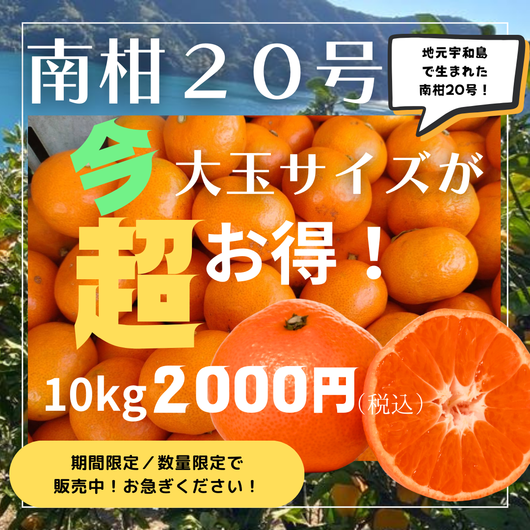 今年もついに販売開始！宇和島で生まれた南柑20号！ - 矢野青果